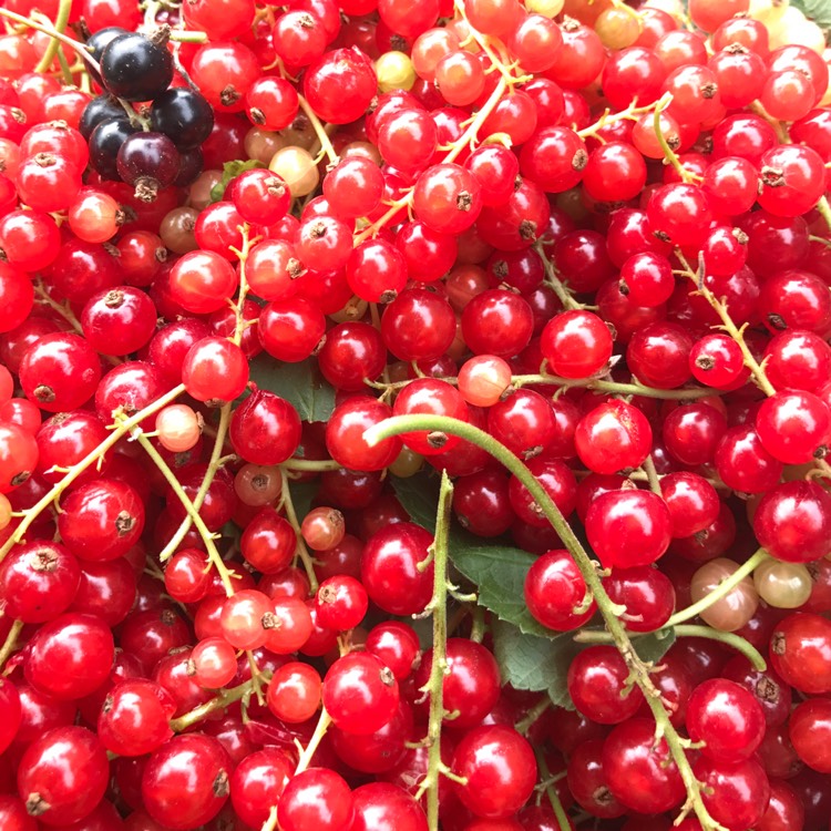 Plant image Ribes Rubrum