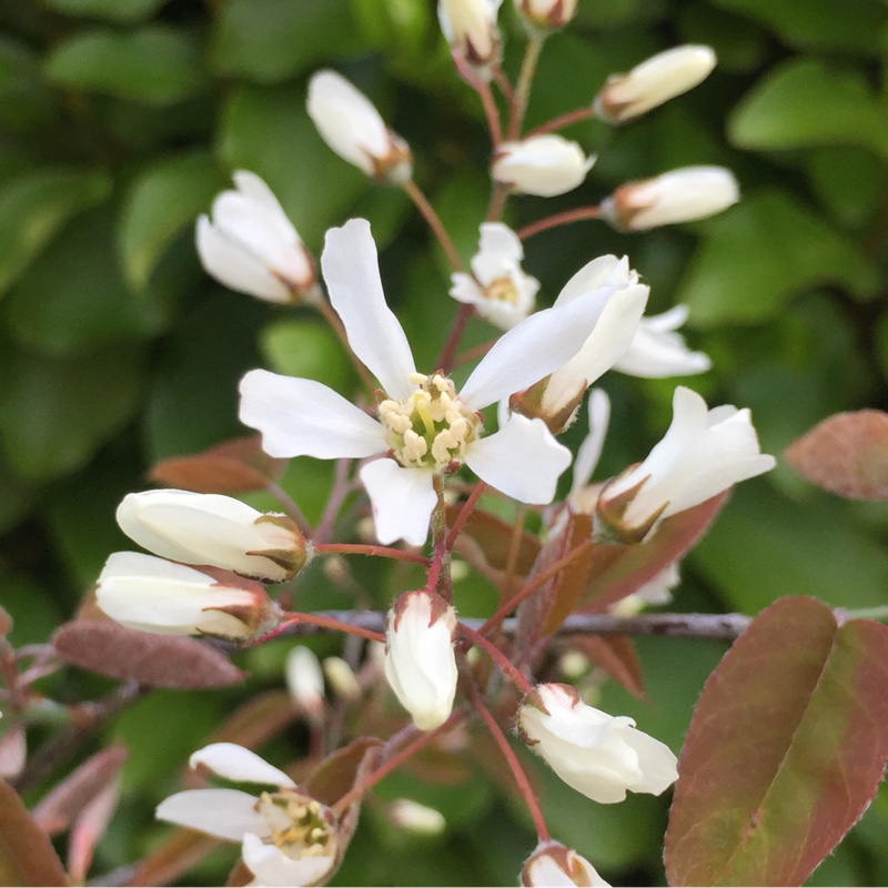 Amelanchier lamarckii