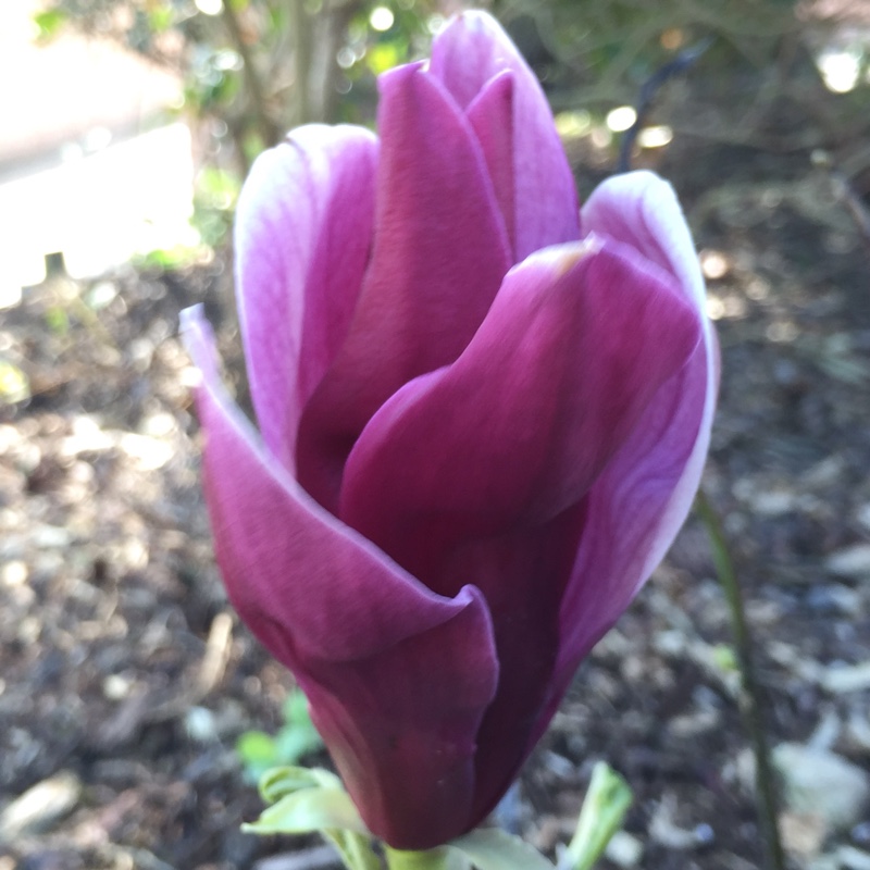 Plant image Magnolia liliiflora 'Nigra'