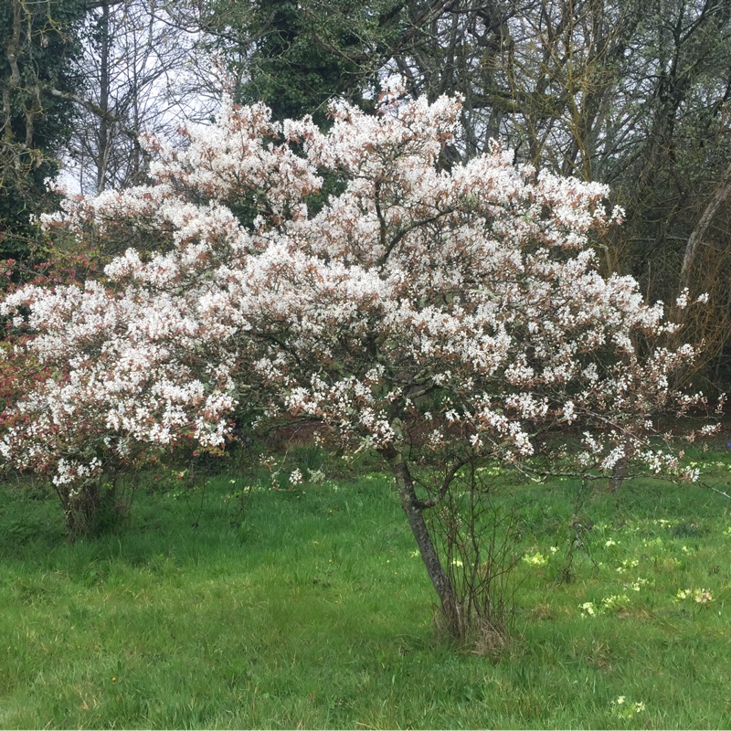 Plant image Amelanchier lamarckii