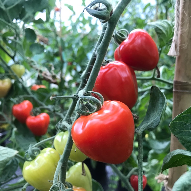 Plant image Solanum Lycopersicum var. cerasiforme 'Berry'