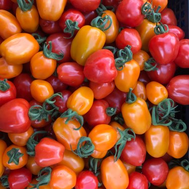 Solanum Lycopersicum var. cerasiforme 'Berry'