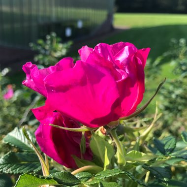 Rosa canina