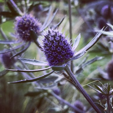 Eryngium