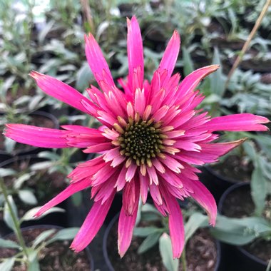 Echinacea