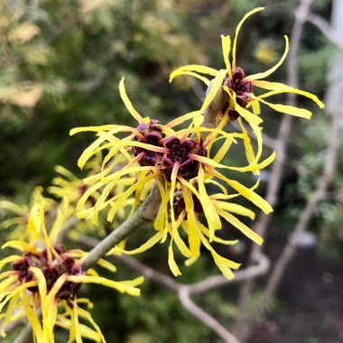 Hamamelis