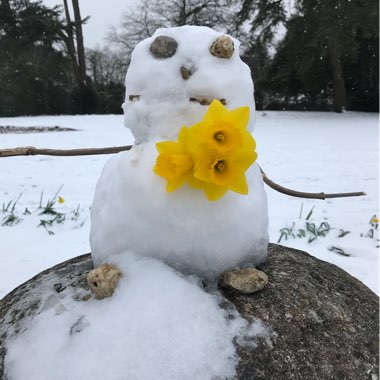 Narcissus 'King Alfred'