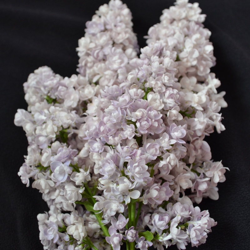 Plant image Syringa vulgaris 'Katherine Havemeyer'