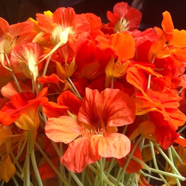 Tropaeolum majus