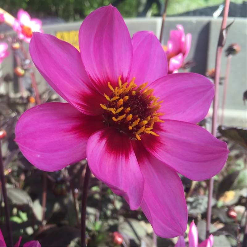 Plant image Dahlia 'Happy Single™ Wink'