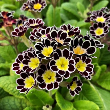 Primula 'Gold-laced Group' syn. Primula elatior 'Gold Lace', Primula elatior 'Victorian Gold Lace Black', Primula 'Gold Lace'