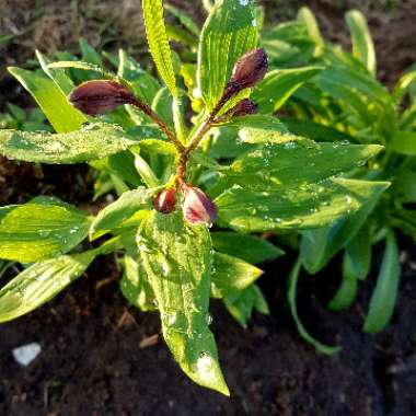 Alstroemeria aurea 'Orange King' syn. Alstroemeria aurantiaca 'Orange King'