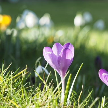 Crocus (Species) Woodland Crocus