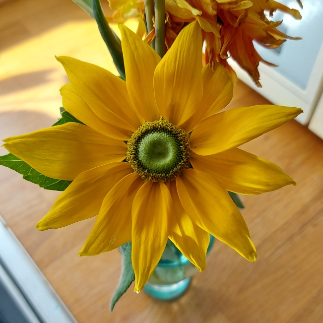 Plant image Rudbeckia hirta 'Prairie Sun'