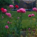 Plant image Papaver paeoniflorum 'Prom Puff'