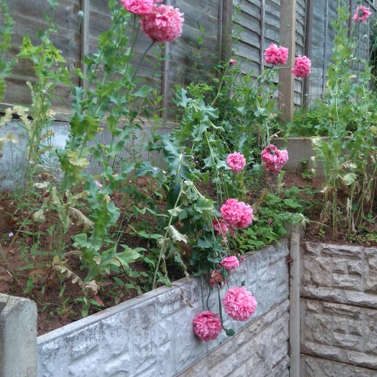 Peony Poppy 'Prom Puff'