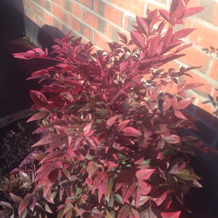 Plant image Nandina domestica 'Obsessed'