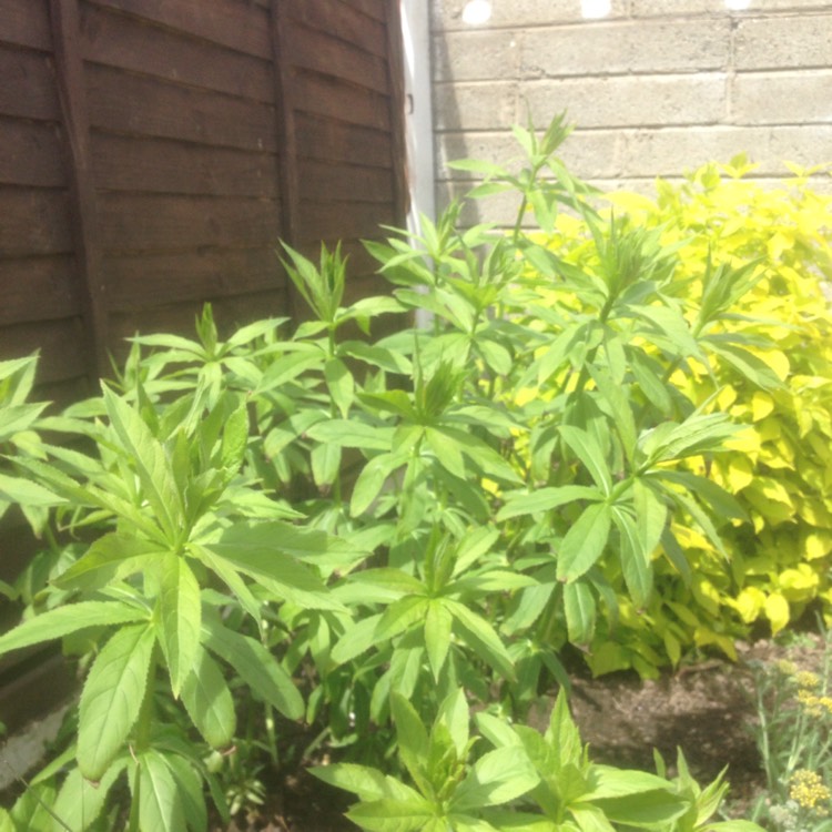 Plant image Veronicastrum virginicum 'Fascination'