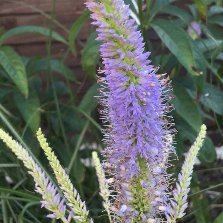 Plant image Veronicastrum virginicum 'Fascination'