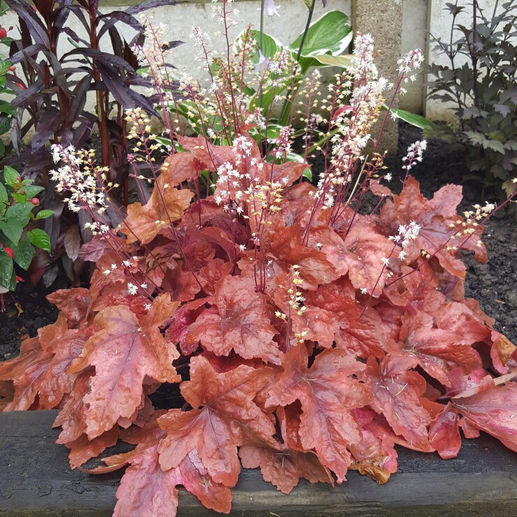 x Heucherella 'Brass Lantern'