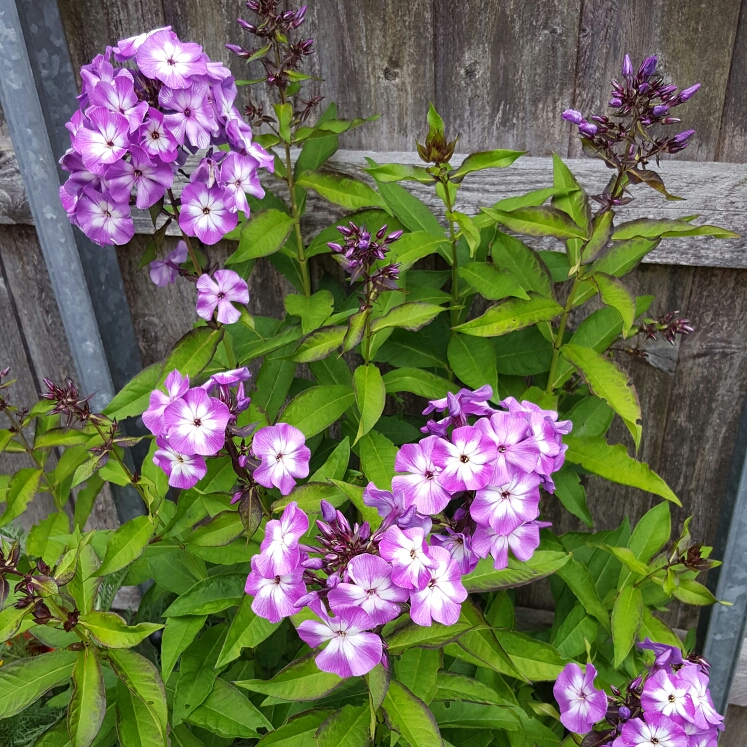 Plant image Phlox paniculata 'Laura'