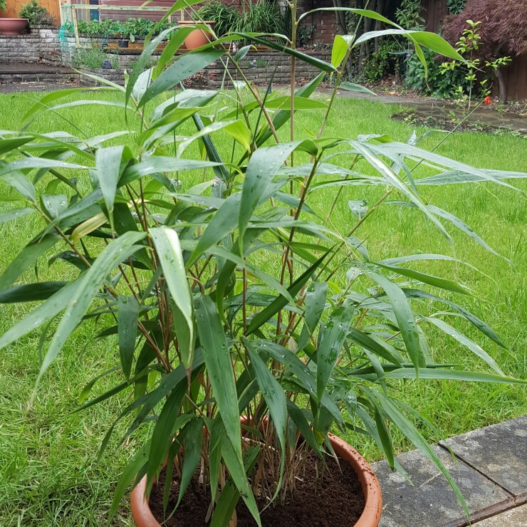 Plant image Pseudosasa japonica syn. Arundinaria japonica