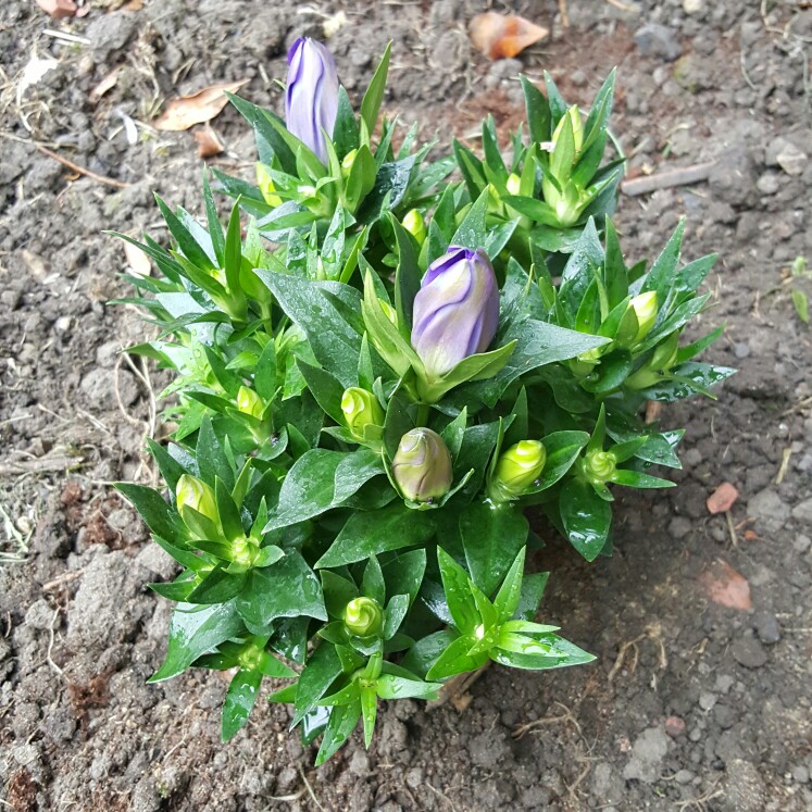 Plant image Gentiana acaulis syn. Gentiana kochiana