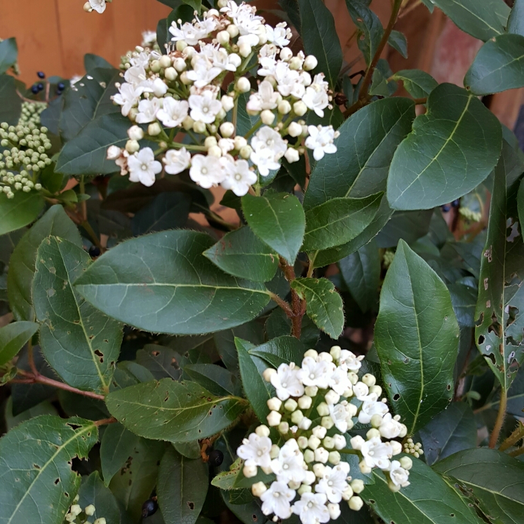 Plant image Viburnum tinus 'Lisarose'