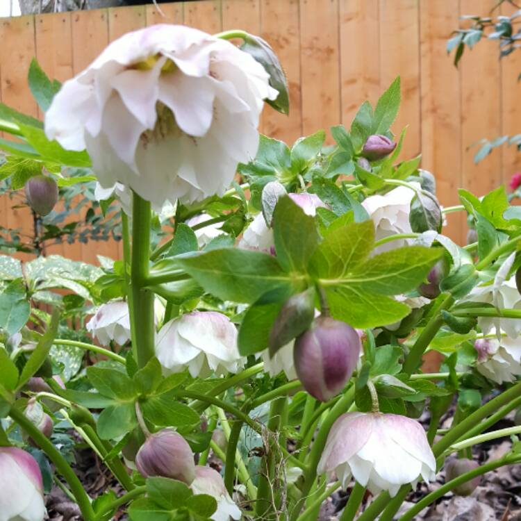 Plant image Helleborus x hybridus 'Harvington Double Pink'