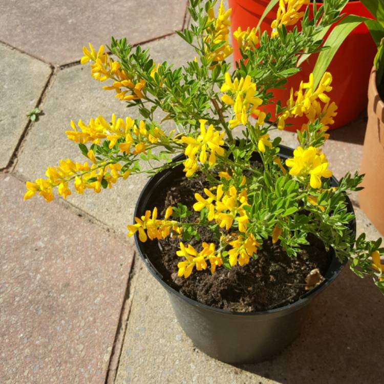 Plant image Cytisus racemosus syn. Genista racemosa