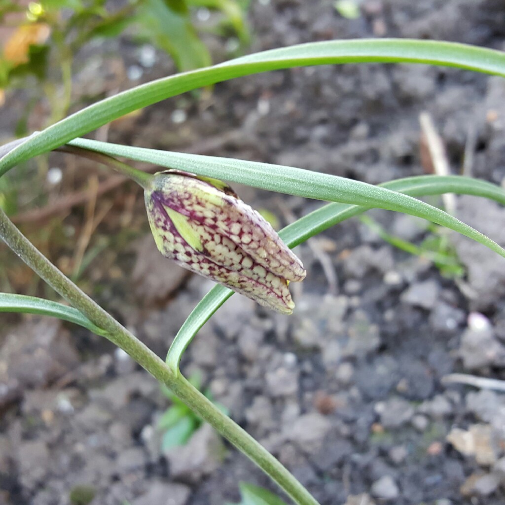 plant image 47809