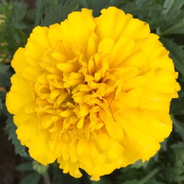 Pot Marigold 'Golden Glaze'