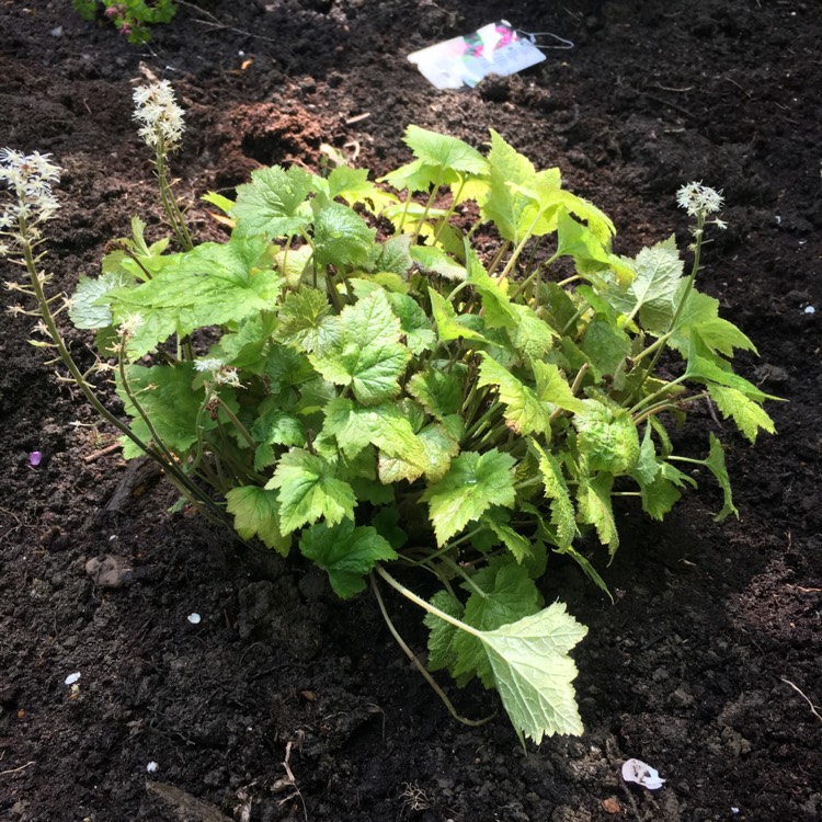 Plant image Tiarella 'Tiger Stripe'