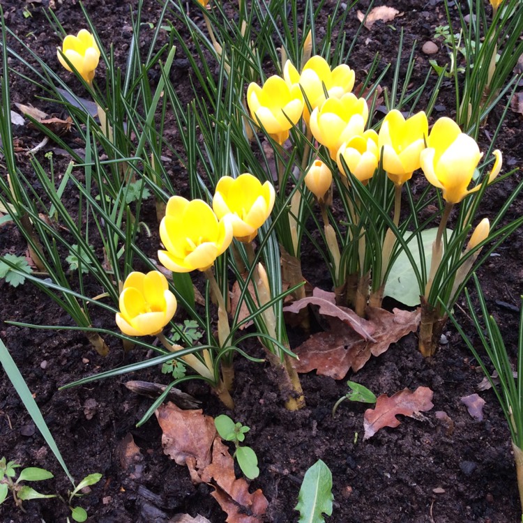 Plant image Crocus chrysanthus 'Romance'