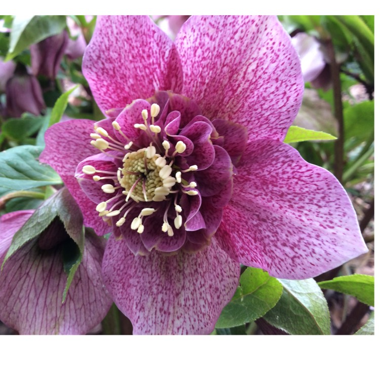 Plant image Helleborus x hybridus 'Pink Lady' (Lady Series)