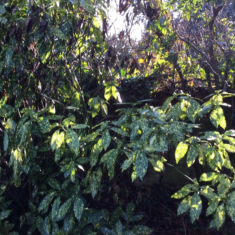 Plant image Aucuba japonica Variegata