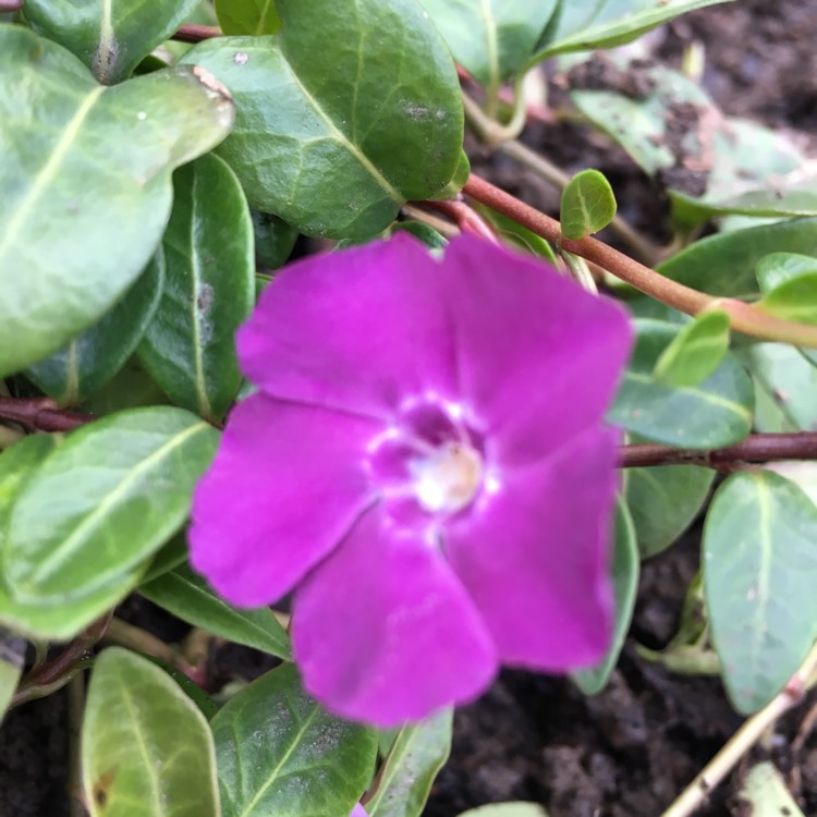 Plant image Vinca Minor 'Atropurpurea'