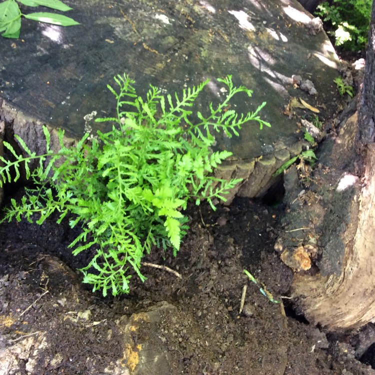 Plant image Dryopteris filix-mas 'Linearis Polydactyla'