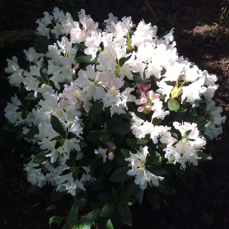 Plant image Rhododendron 'Cunninghams White'