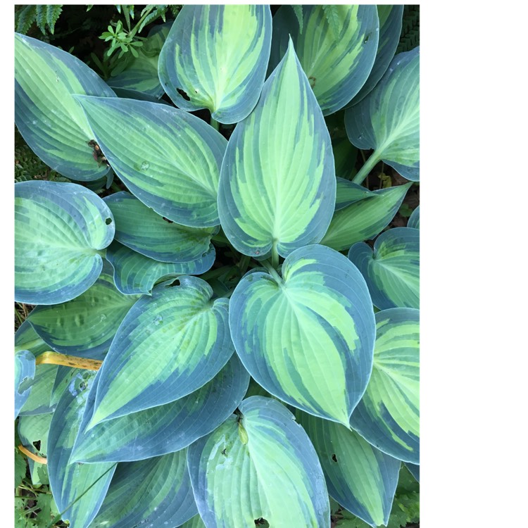 Plant image Hosta 'Dinner Jacket'