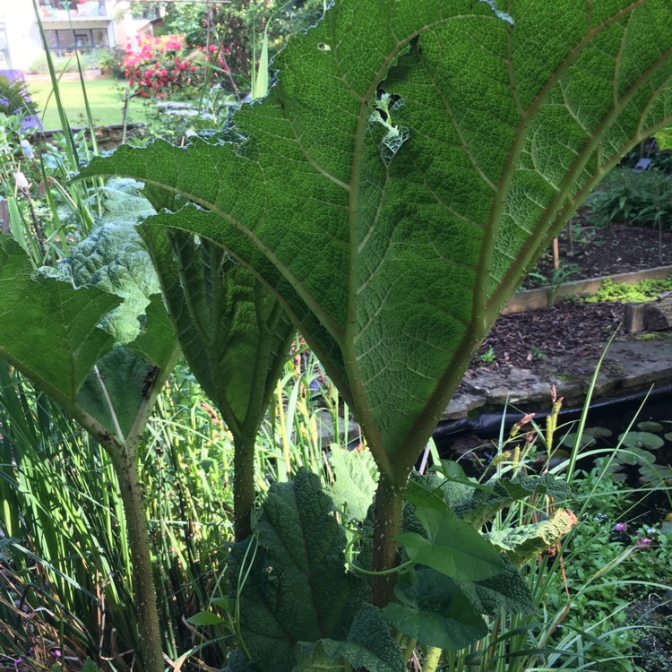 Plant image Gunnera magnifica