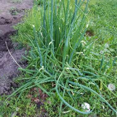 Allium x proliferum