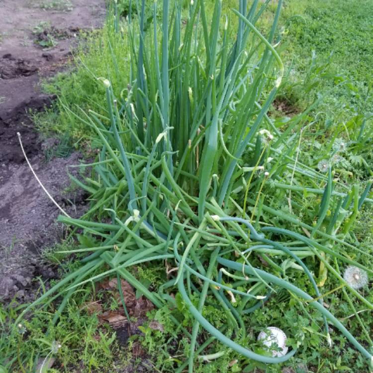 Plant image Allium x proliferum