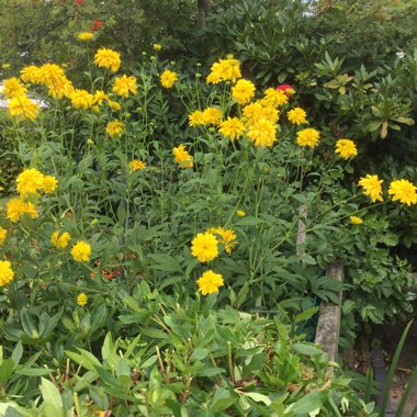 Rudbeckia laciniata 'Goldball'