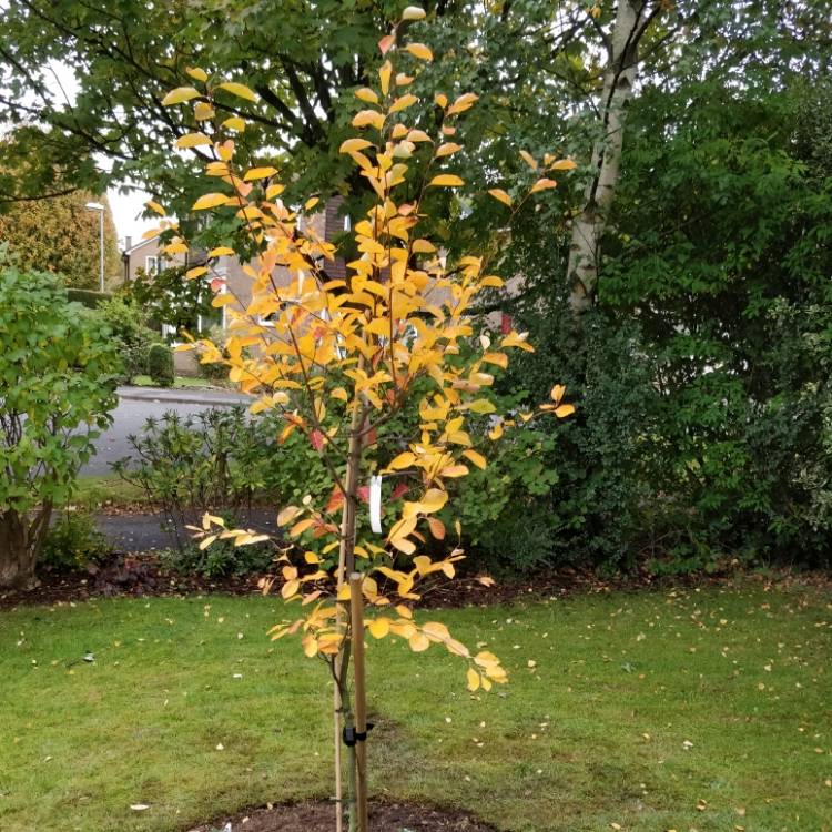 Plant image Amelanchier canadensis