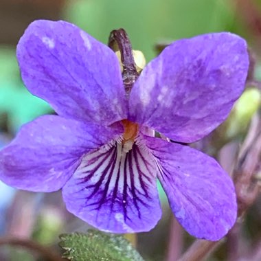 Viola labradorica