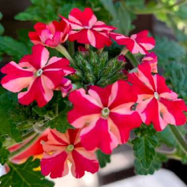 Verbena 'Sweet Stripe'