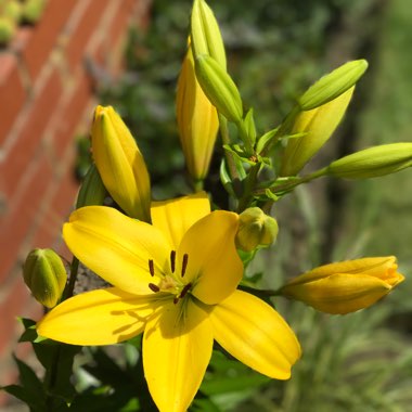 Lilium (Asiatic)