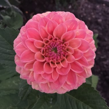 Dahlia 'Addison June'