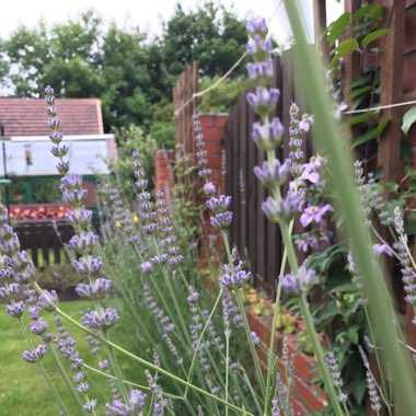 Lavandula stoechas 'Silver Anouk' (Anouk Series)